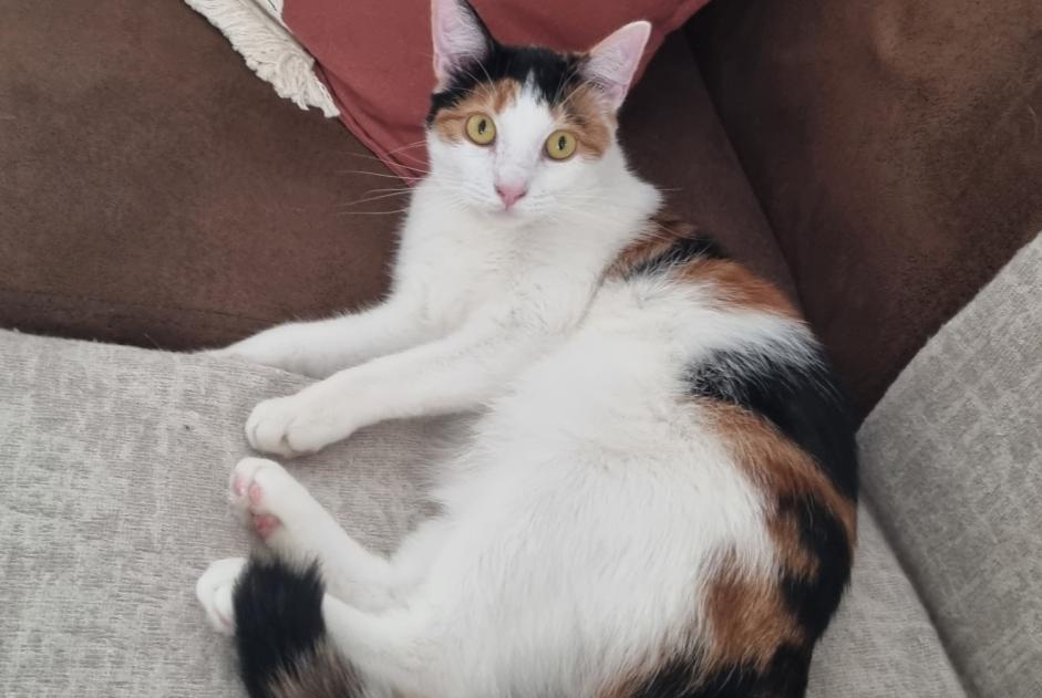 Vermisstmeldung Katze Weiblich , 7 jahre Mansle-les-Fontaines Frankreich