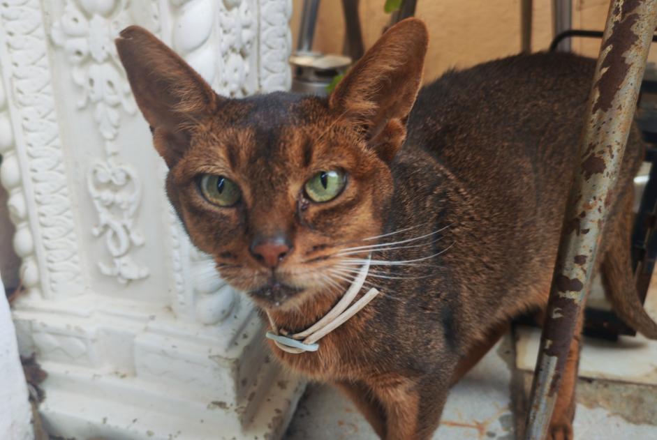 Alerta de Hallazgo Gato  Hembra Bastia Francia