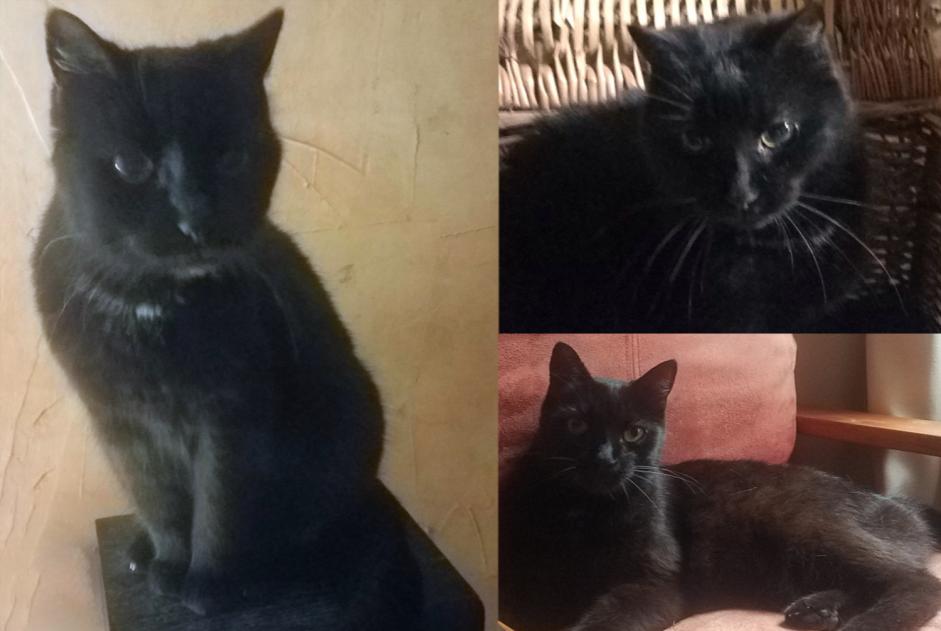 Alerte Disparition Chat Femelle , 18 ans Marigny-en-Orxois France