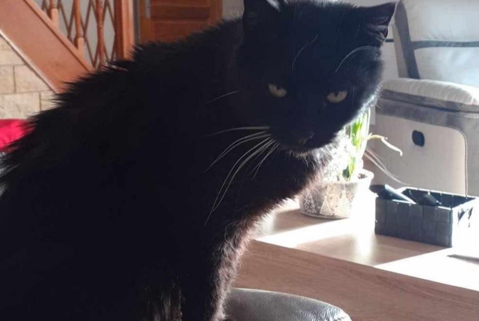 Alerte Disparition Chat Mâle , 12 ans Busigny France