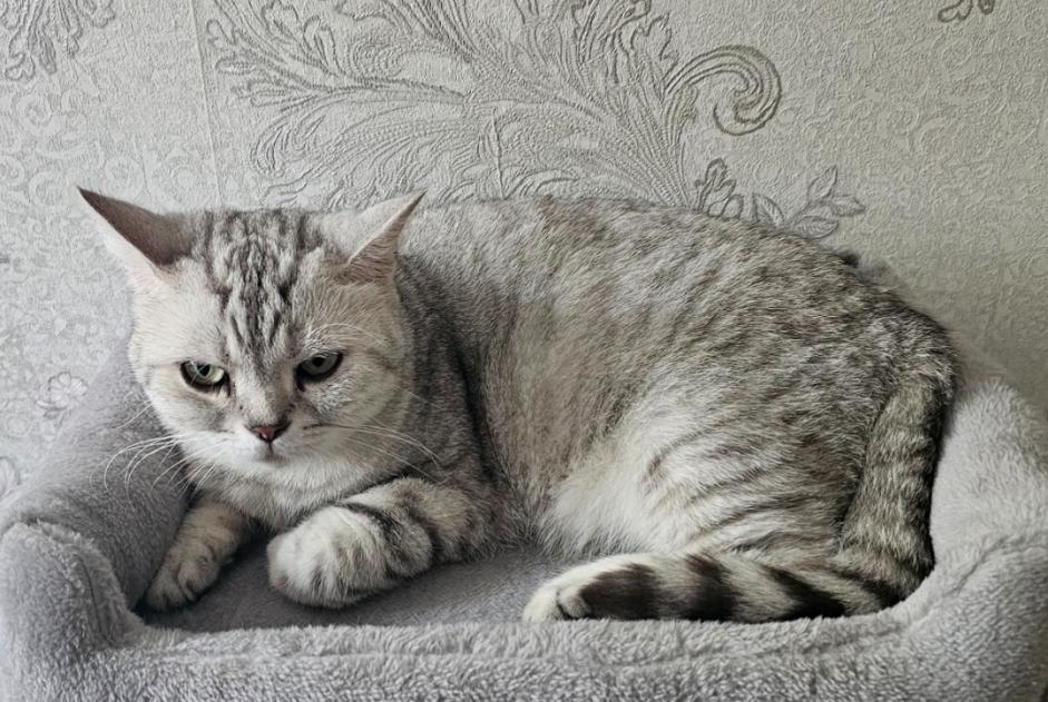 Alerte Disparition Chat croisement Femelle , 6 ans Saint-Raphaël France Alerte Disparition Chat croisement Femelle , 6 ans Saint-Raphaël France