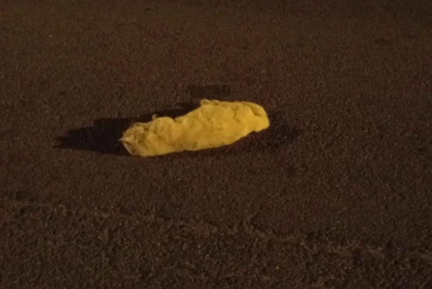 Alerte Découverte Chat Inconnu Lens France Alerte Découverte Chat Inconnu Lens France