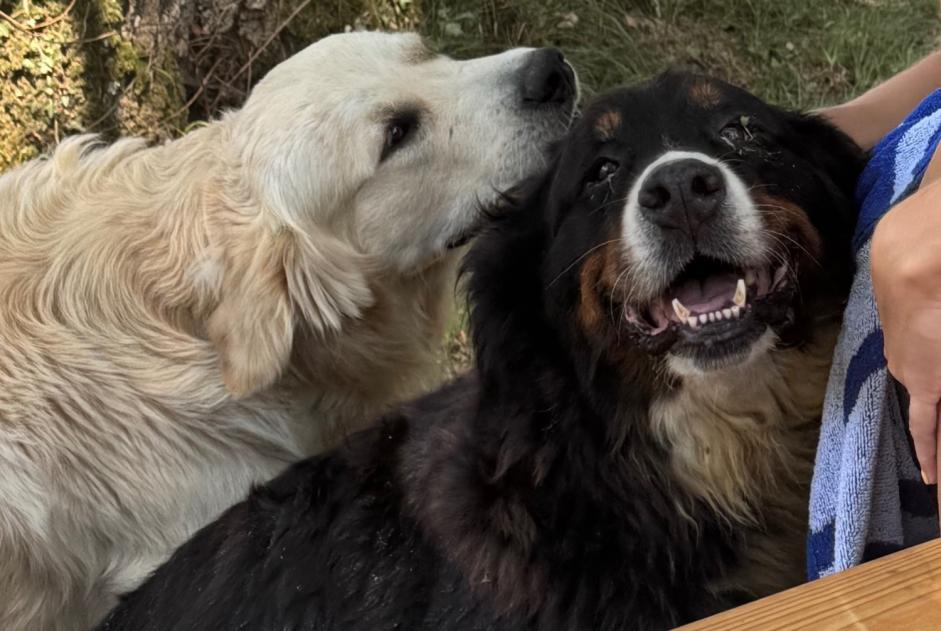 Alerte Disparition Chien  Mâle , 1 ans Vergoignan France