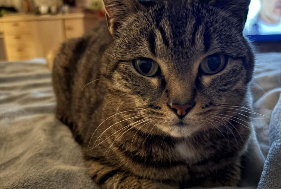 Avviso scomparsa Gatto Maschio , 14 anni Nice Francia Avviso scomparsa Gatto Maschio , 14 anni Nice Francia