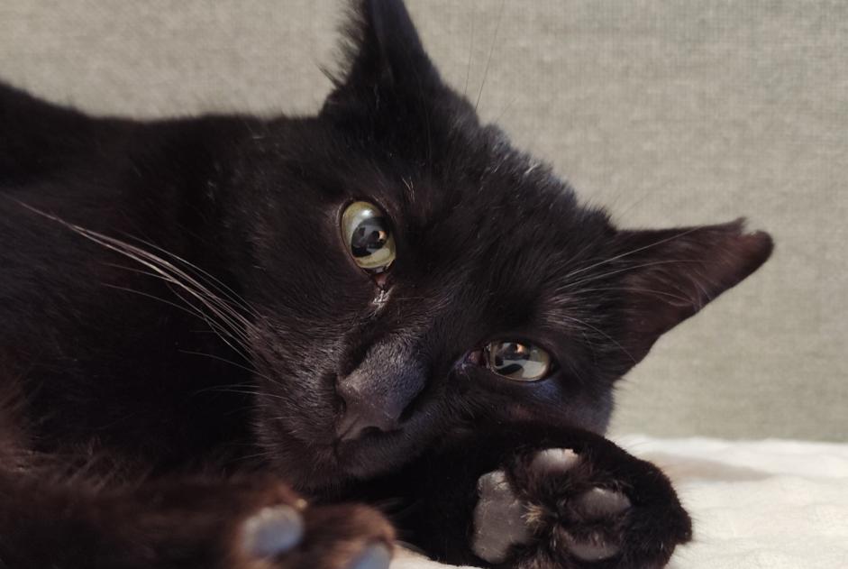Avviso scomparsa Gatto Femmina , 2 anni Fleurance Francia Avviso scomparsa Gatto Femmina , 2 anni Fleurance Francia