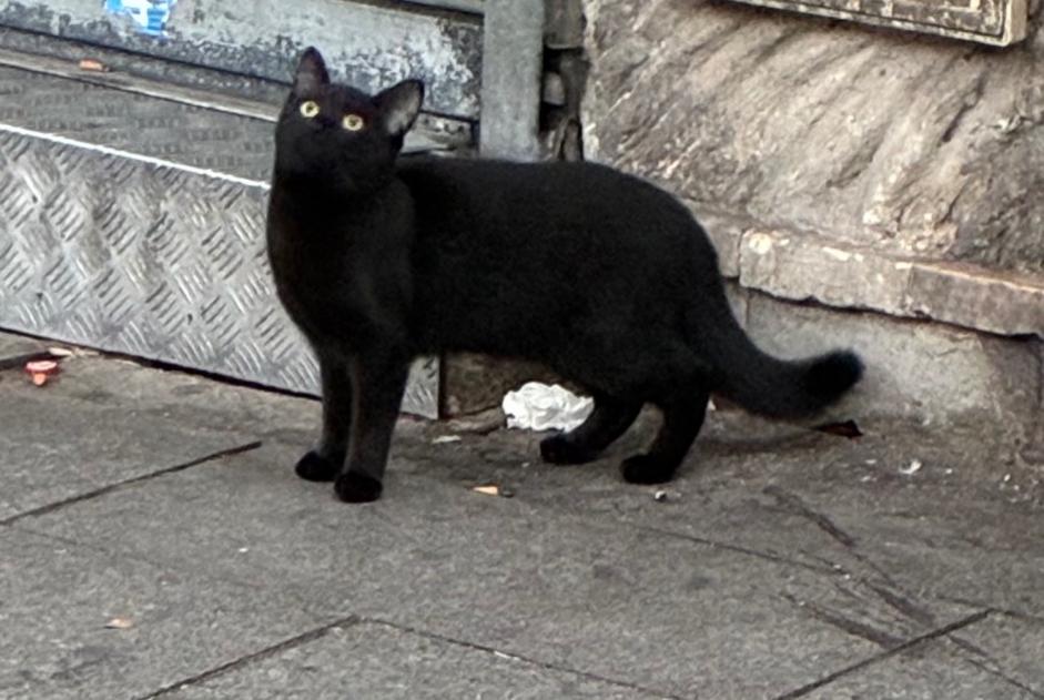 Alerta descoberta Gato  Macho Paris France